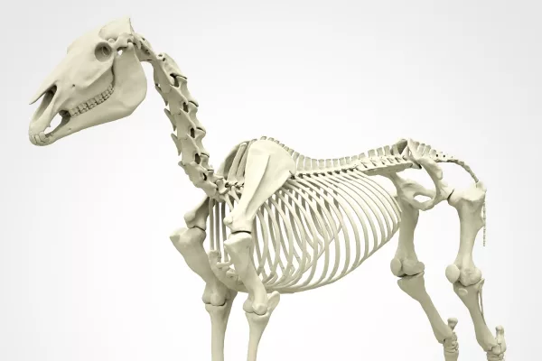Pferde-Anatomie-Kurs