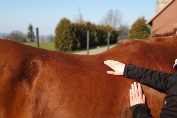 Online-Kurs Pferde-Physiotherapie